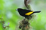 Flame-rumped Tanager