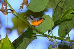 Flame-throated Warbler