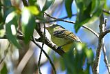 Flat-billed Vireoborder=