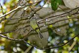 Forest Elaenia