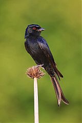 Fork-tailed Drongo