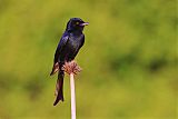 Fork-tailed Drongo