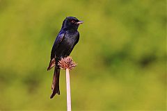 Fork-tailed Drongo