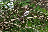 Fork-tailed Flycatcher