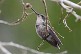 Fork-tailed Woodnymphborder=