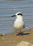 Forster's Tern