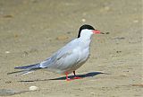 Common Tern