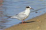 Common Tern