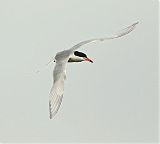 Forster's Tern