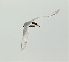 Forster's Tern