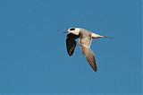 Forster's Tern