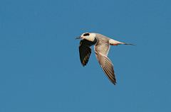 Forster's Tern