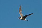 Forster's Tern