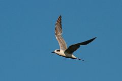 Forster's Tern