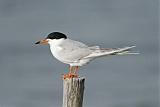 Forster's Tern