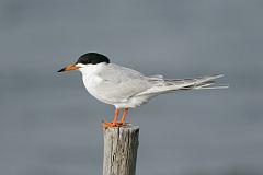 Forster's Tern