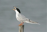 Forster's Ternborder=