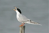 Forster's Tern