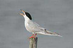 Forster's Tern