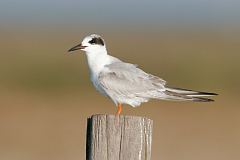 Forster's Tern