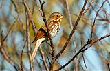 Fox Sparrow