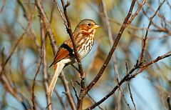 Fox Sparrow