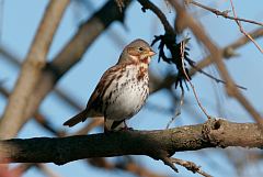 Fox Sparrow