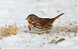 Fox Sparrow