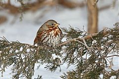 Fox Sparrow