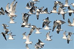 Franklin's Gull