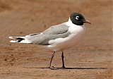 Franklin's Gullborder=