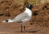 Franklin's Gull