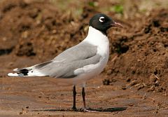 Franklin's Gull