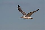 Franklin's Gull