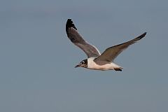 Franklin's Gull