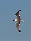 Franklin's Gull