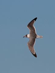 Franklin's Gull