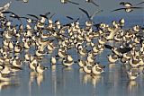 Franklin's Gull