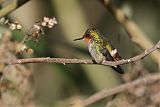 Frilled Coquette