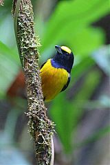 Fulvous-vented Euphonia