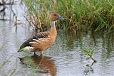 Fulvous Whistling-Duck