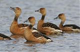 Fulvous Whistling-Duck