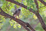 Gabar Goshawk