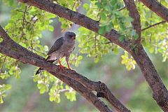 Gabar Goshawk