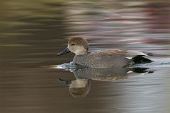 Gadwall