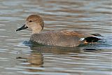 Gadwall