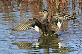 Gadwall