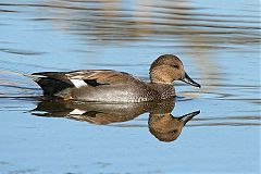 Gadwall