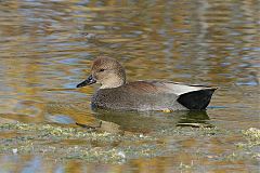 Gadwall