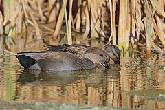 Gadwall